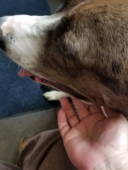 Lake Area Veterinary Group 9