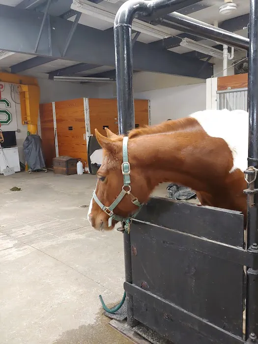 Shiery Animal Clinic Inc 1