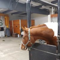 Shiery Animal Clinic Inc ico