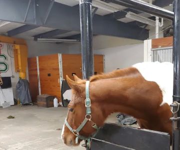 Shiery Animal Clinic Inc