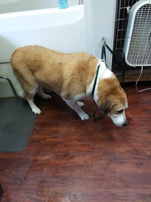Care Center Hospital for Animals 1