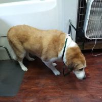 Care Center Hospital for Animals ico