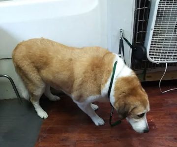 Care Center Hospital for Animals