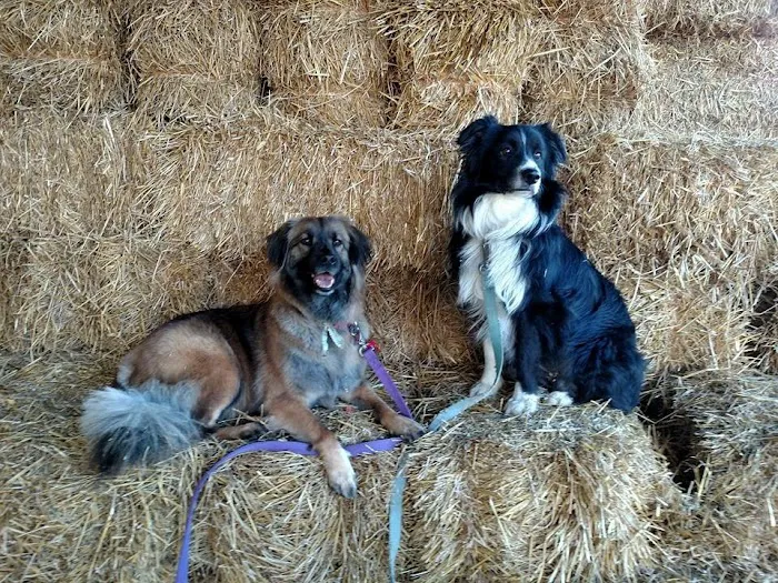 Baylis Animal Hospital 4