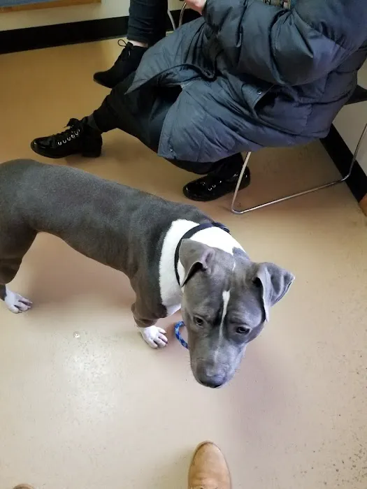 Baylis Animal Hospital 8