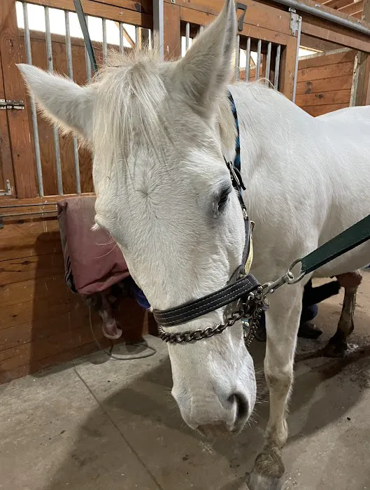Hadley Hill Equine 2