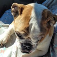 Animal Alley Veterinary Hospital ico