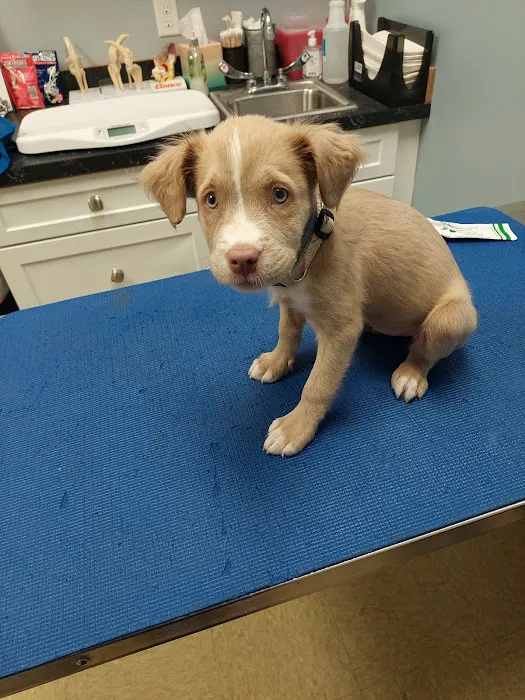 Animal Alley Veterinary Hospital 6