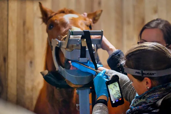 Saginaw Valley Equine Clinic 9