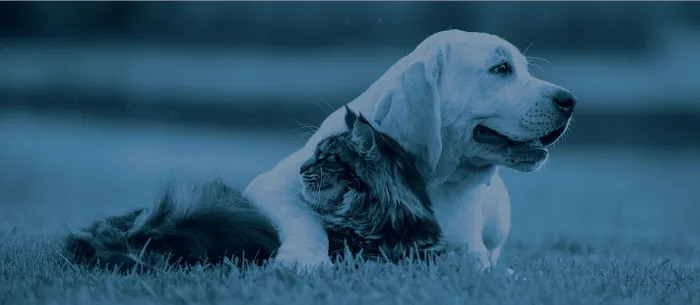 Gratiot Animal Hospital 2