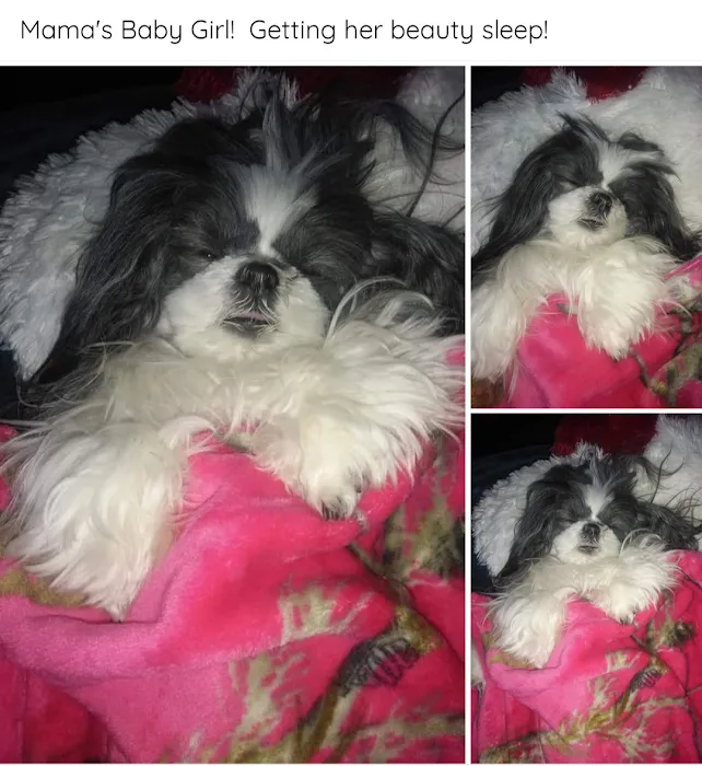 Gratiot Animal Hospital 6