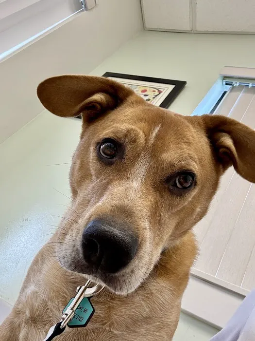Hollow Corners Veterinary Services 3
