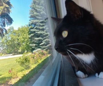 Hollow Corners Veterinary Services