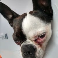 Almont-Dryden Veterinary Clinic ico