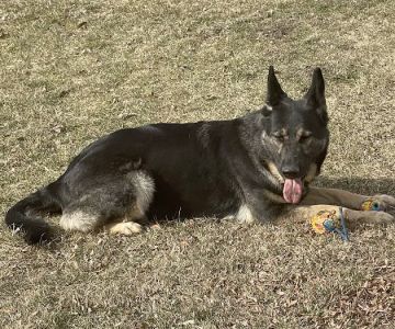 Lakeville Animal Clinic