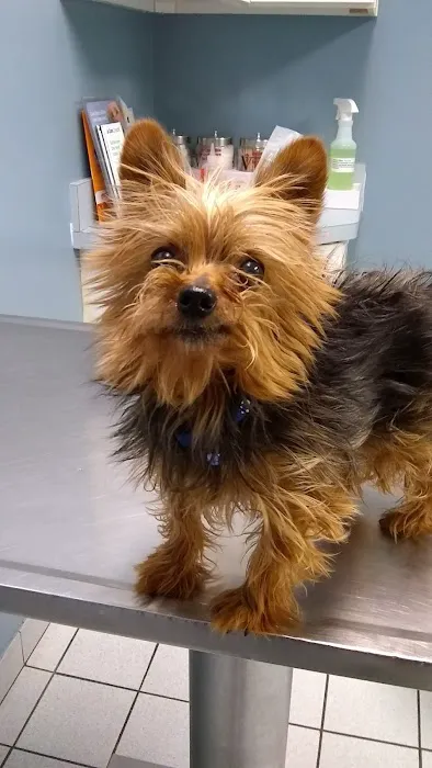 Yale Veterinary Hospital 1