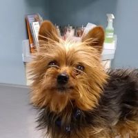 Yale Veterinary Hospital ico
