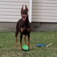 Geiger Veterinary Clinic ico