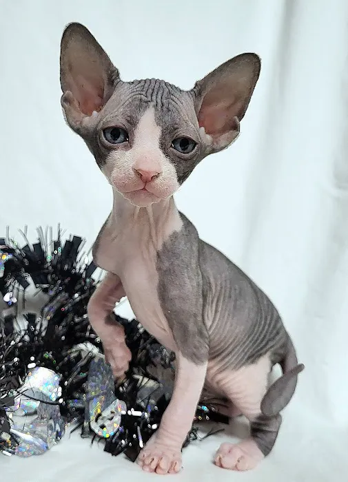Rock Starz Sphynx Cattery 1
