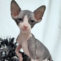 Rock Starz Sphynx Cattery ico