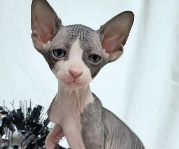 Rock Starz Sphynx Cattery