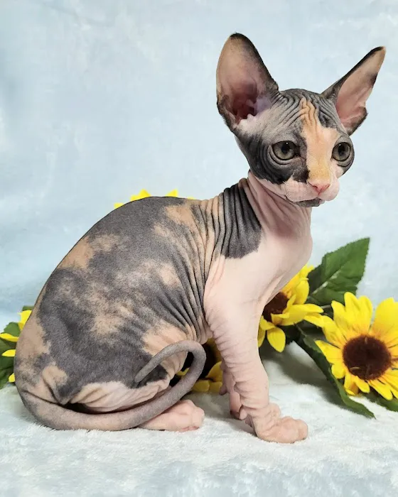 Rock Starz Sphynx Cattery 3