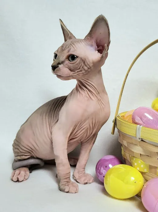 Rock Starz Sphynx Cattery 6