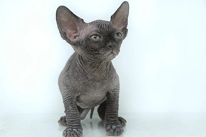 Rock Starz Sphynx Cattery 2