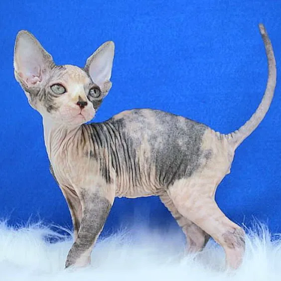 Rock Starz Sphynx Cattery 4
