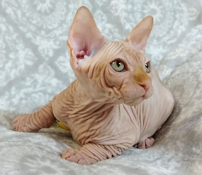 Rock Starz Sphynx Cattery 5