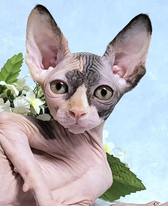 Rock Starz Sphynx Cattery 7