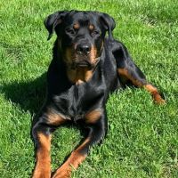 Animal Hospital of Lakeport ico