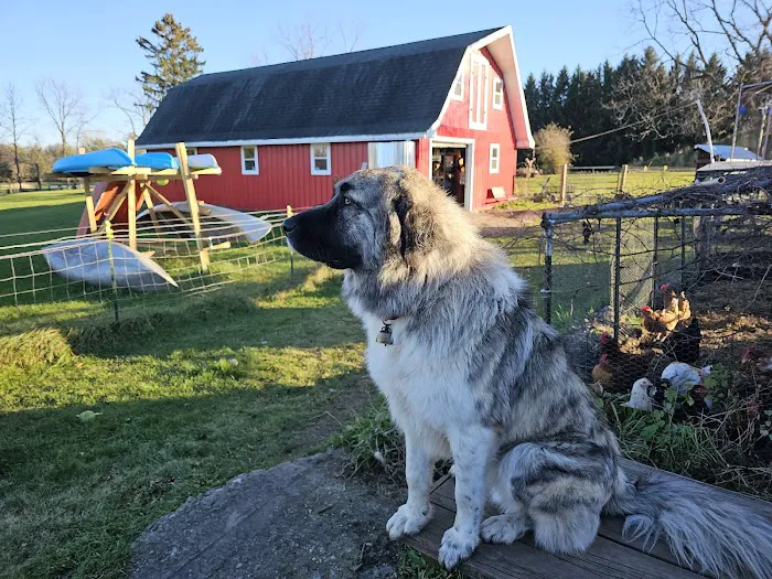Animal Hospital of Lakeport 3