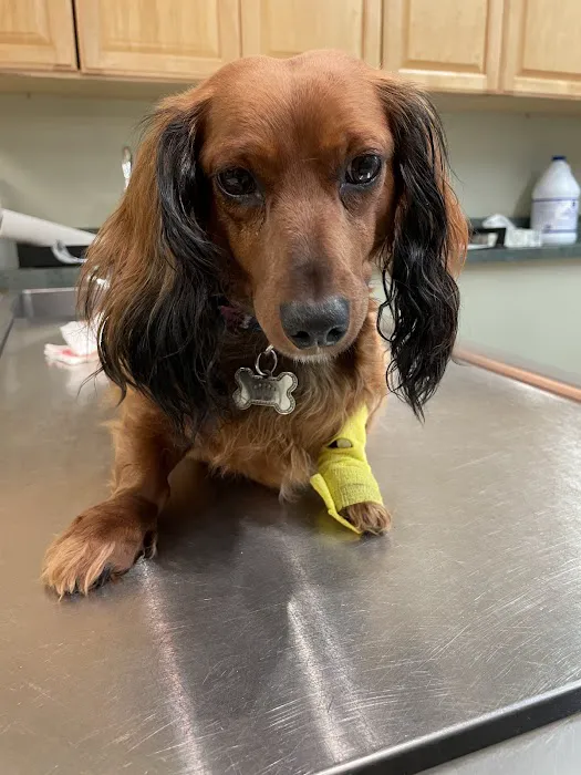 Animal Hospital of Lakeport 7