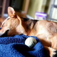 North Oakland Veterinary Associates ico