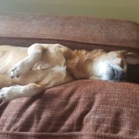 Parker Veterinary Hospital ico
