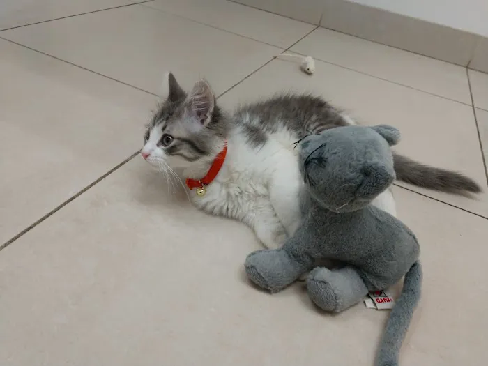 Parker Veterinary Hospital 7