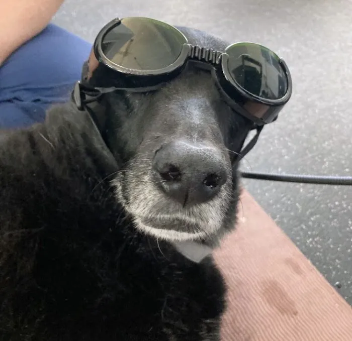 Personalized Veterinary : Behavior & Rehab 1