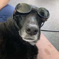 Personalized Veterinary : Behavior & Rehab ico