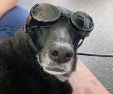 Personalized Veterinary : Behavior & Rehab