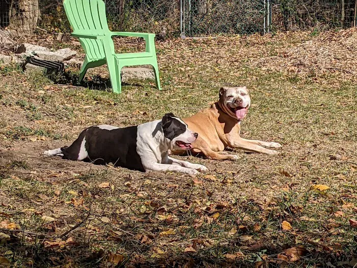 Personalized Veterinary : Behavior & Rehab 5