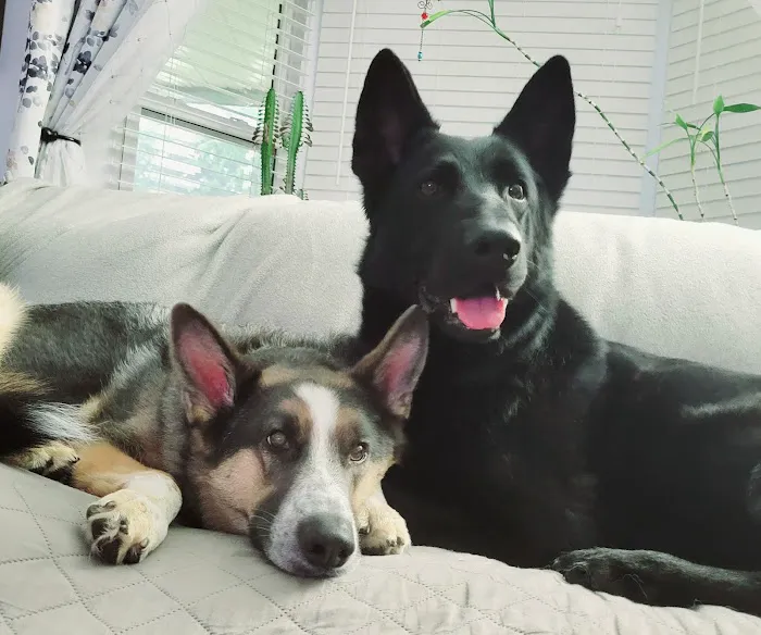 Personalized Veterinary : Behavior & Rehab 4