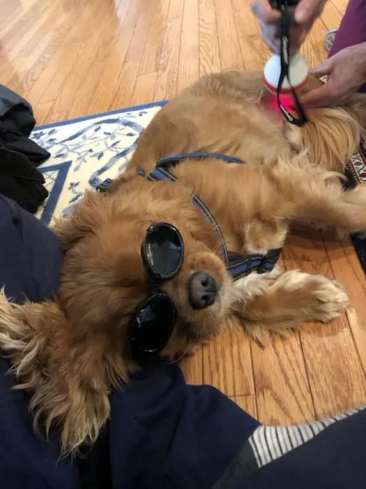 Personalized Veterinary : Behavior & Rehab 7