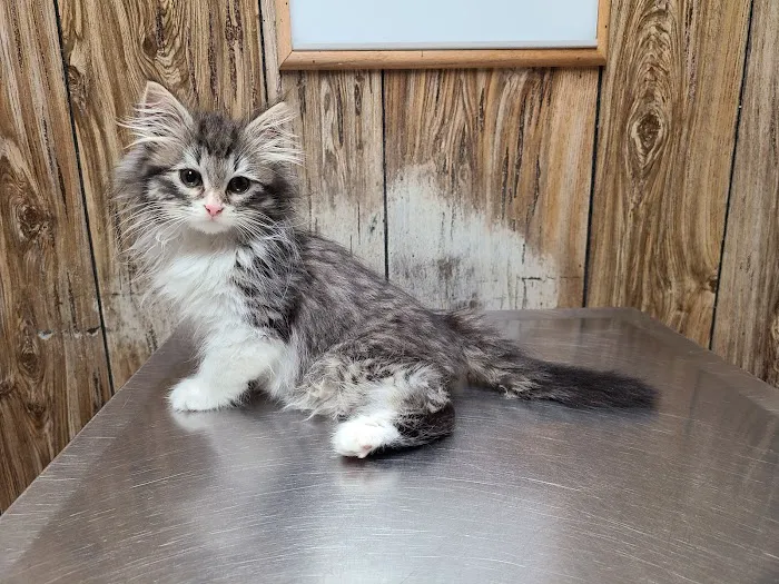 Holly Veterinary Hospital 1