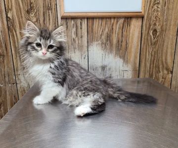Holly Veterinary Hospital