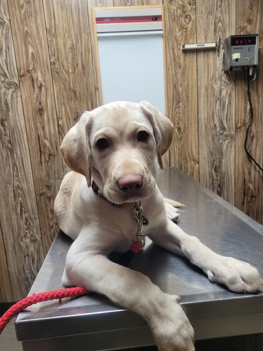 Holly Veterinary Hospital 3