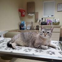 Fenton Veterinary Clinic LLC ico