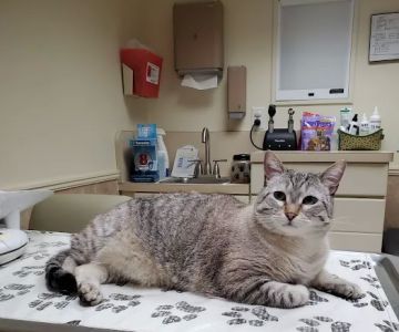 Fenton Veterinary Clinic LLC