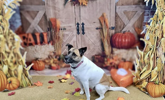 Fenton Veterinary Clinic LLC 7