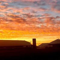 Sterner Veterinary Livestock Professionals ico
